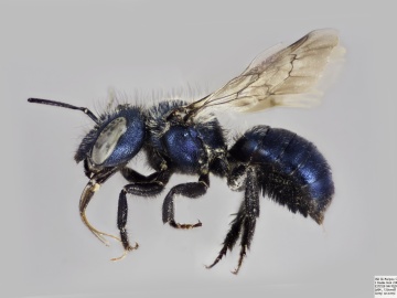[Bees of Canada Gallery]